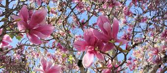Lente