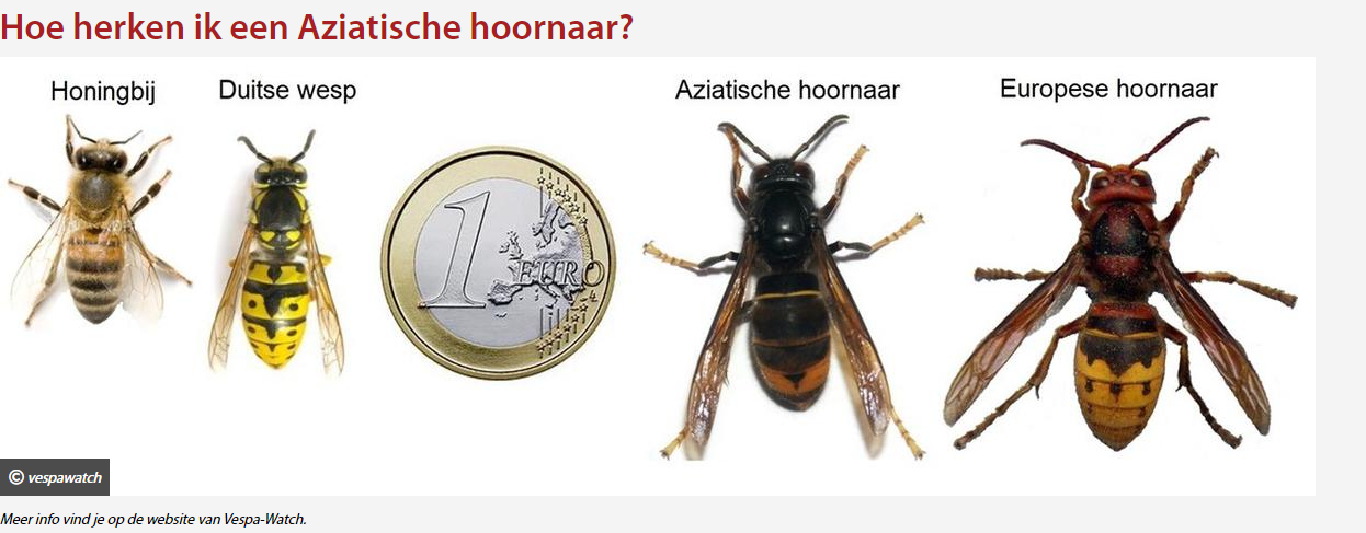 hoornaar