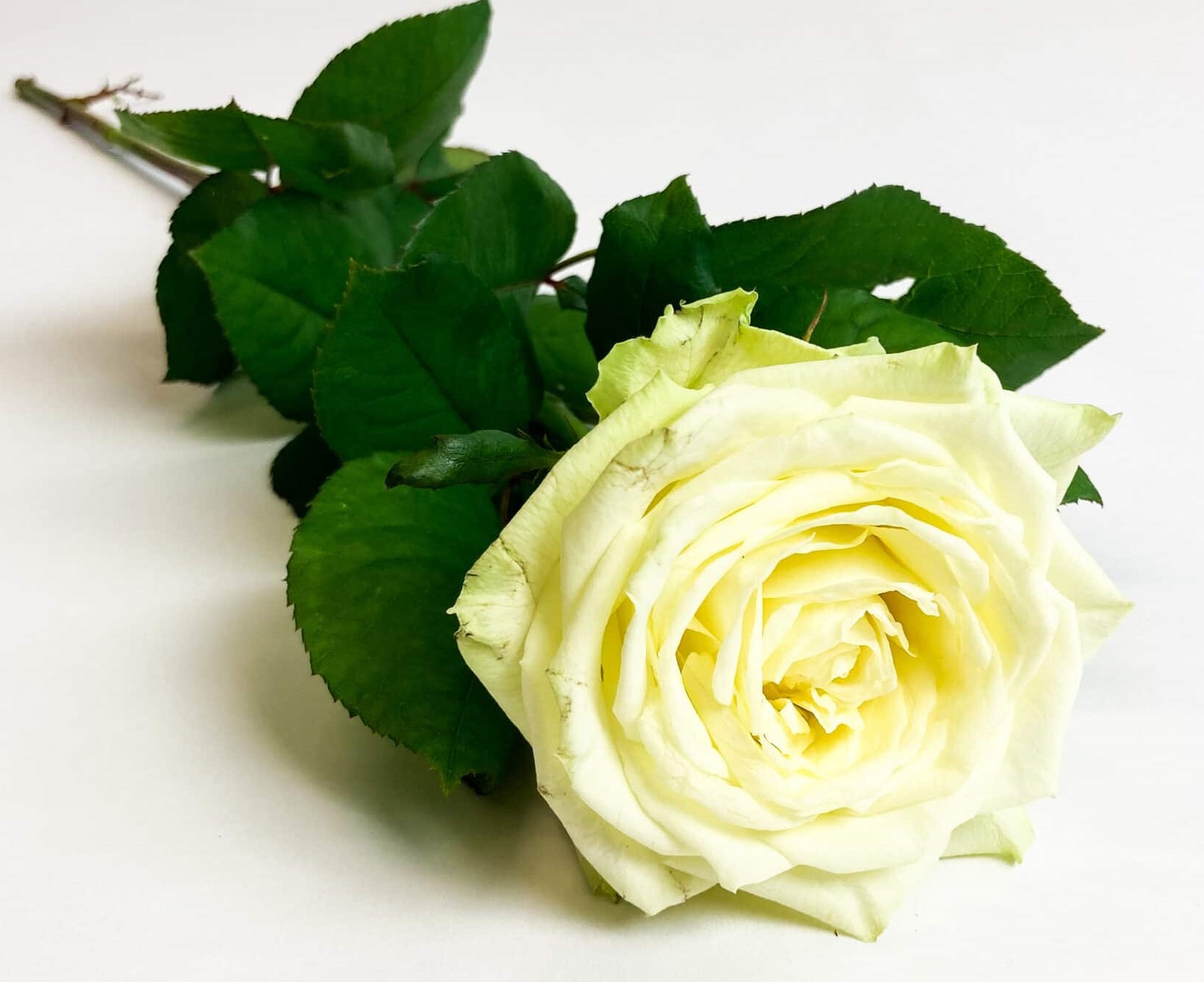 philippo flowers witte roos scaled kopie