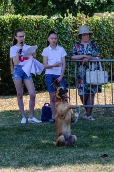 honden_10