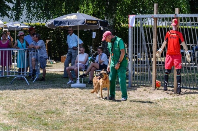 honden_3
