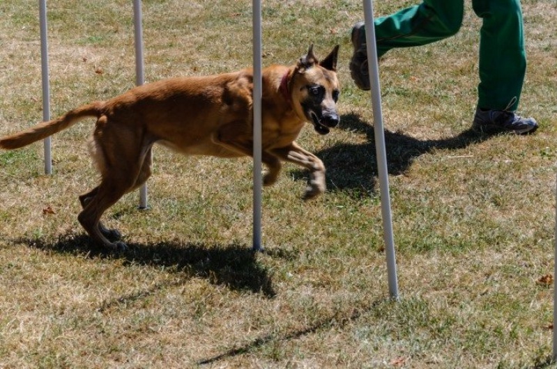 honden_4
