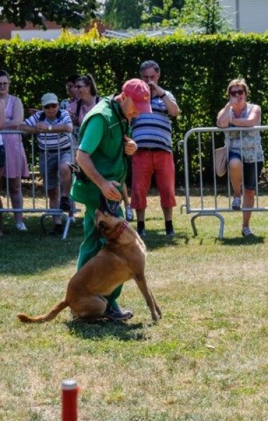 honden_5