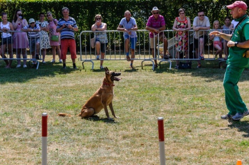 honden_6