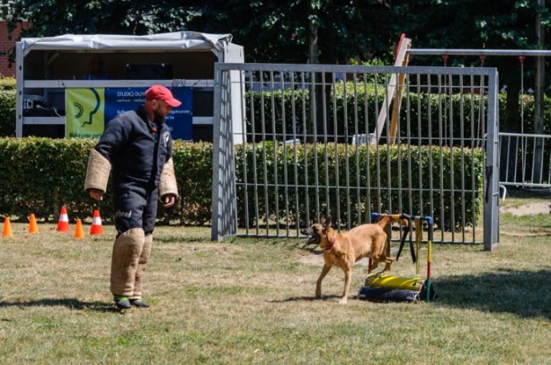 honden