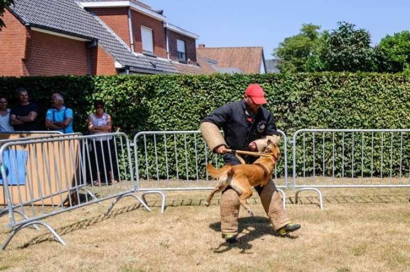 honden_7