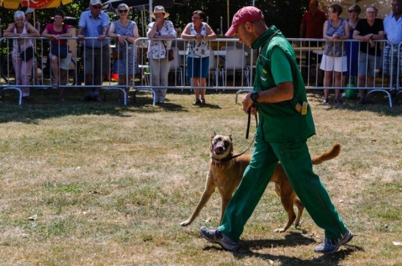honden_9