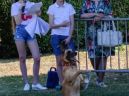 honden_10