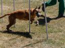 honden_4
