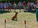 honden_6