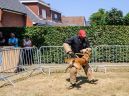 honden_7